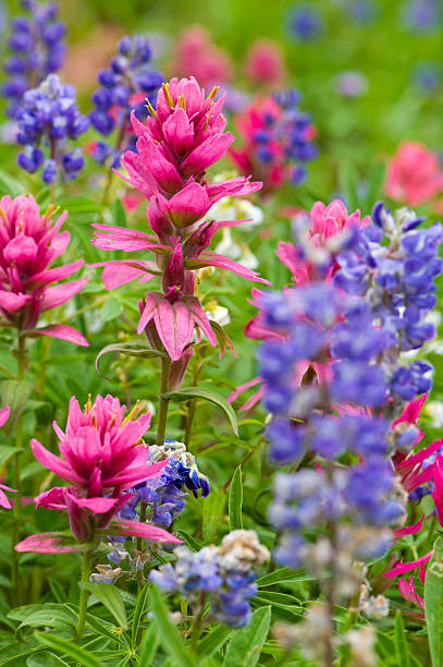 castilleja cor-de-rosa e lupine flores silvestres - wildflower flower colorado lupine - fotografias e filmes do acervo