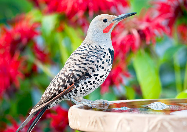 Northern Flicker at the Birdbath