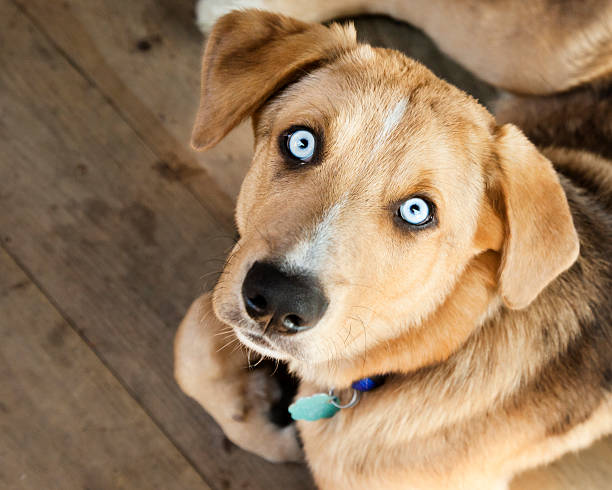 Blue eyed golden dog looking up with intense energy and curiosity.