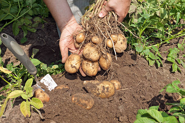 istock New potatoes in field 182915743