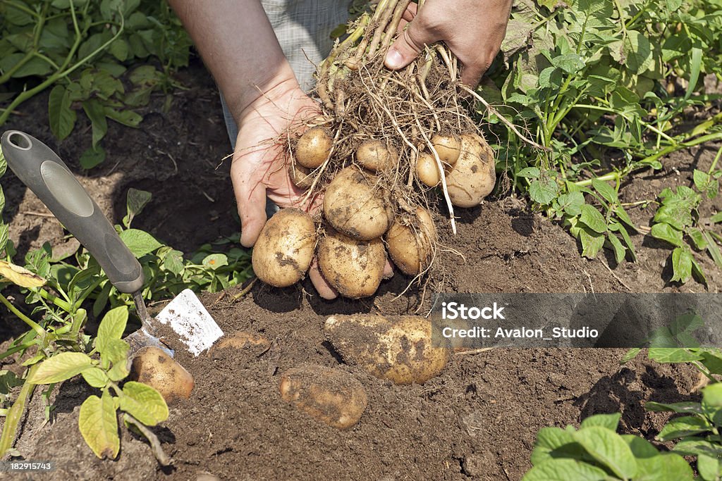 New potatoes in field Agricultural Field Stock Photo