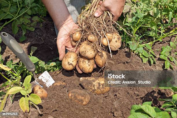 New Potatoes In Field Stock Photo - Download Image Now - Agricultural Field, Agriculture, Brown