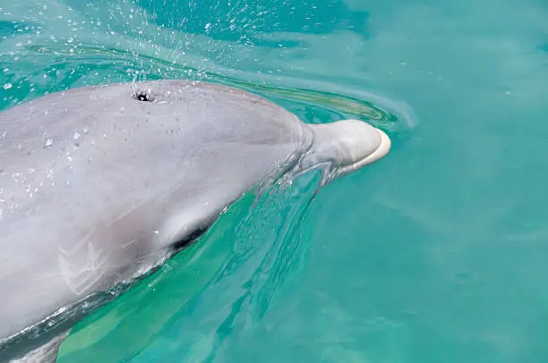 Bottle nose dolphin surfaces to breath