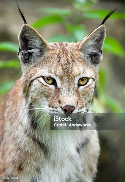 Wunderschöne Lynx Stockfoto und mehr Bilder von Luchs - Luchs, Eurasischer Luchs, Einzelnes Tier