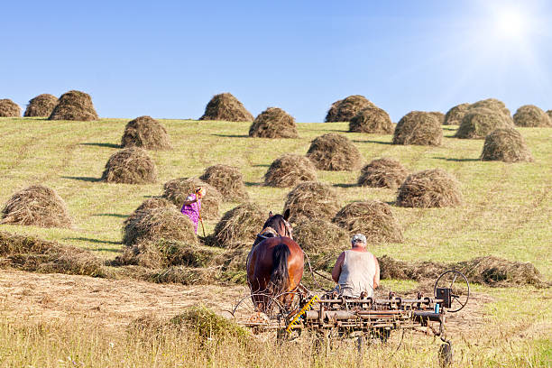 istock Farmer and hay harvest 182915819