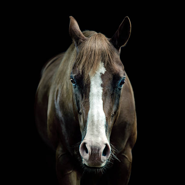 Portrait de cheval - Photo