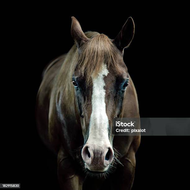 Ritratto Di Cavallo - Fotografie stock e altre immagini di Cavallo - Equino - Cavallo - Equino, Ritratto, Fotografia - Immagine