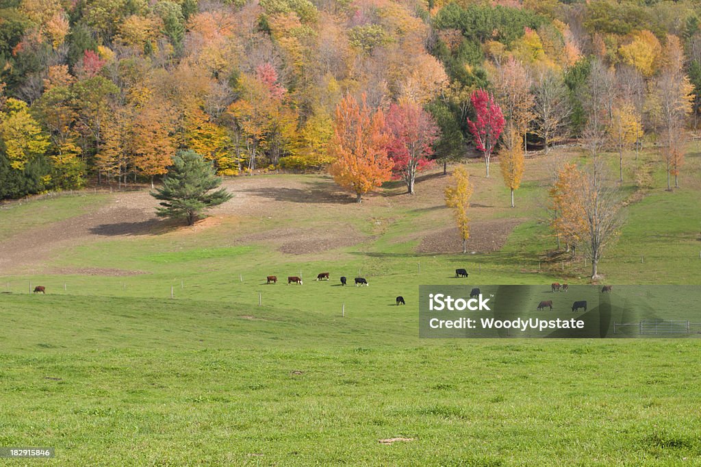 Cattle in Autumn Pasture Beef cattle grazing in green pasture with colorful autumn leaves as a background. Aberdeen Angus Cattle Stock Photo