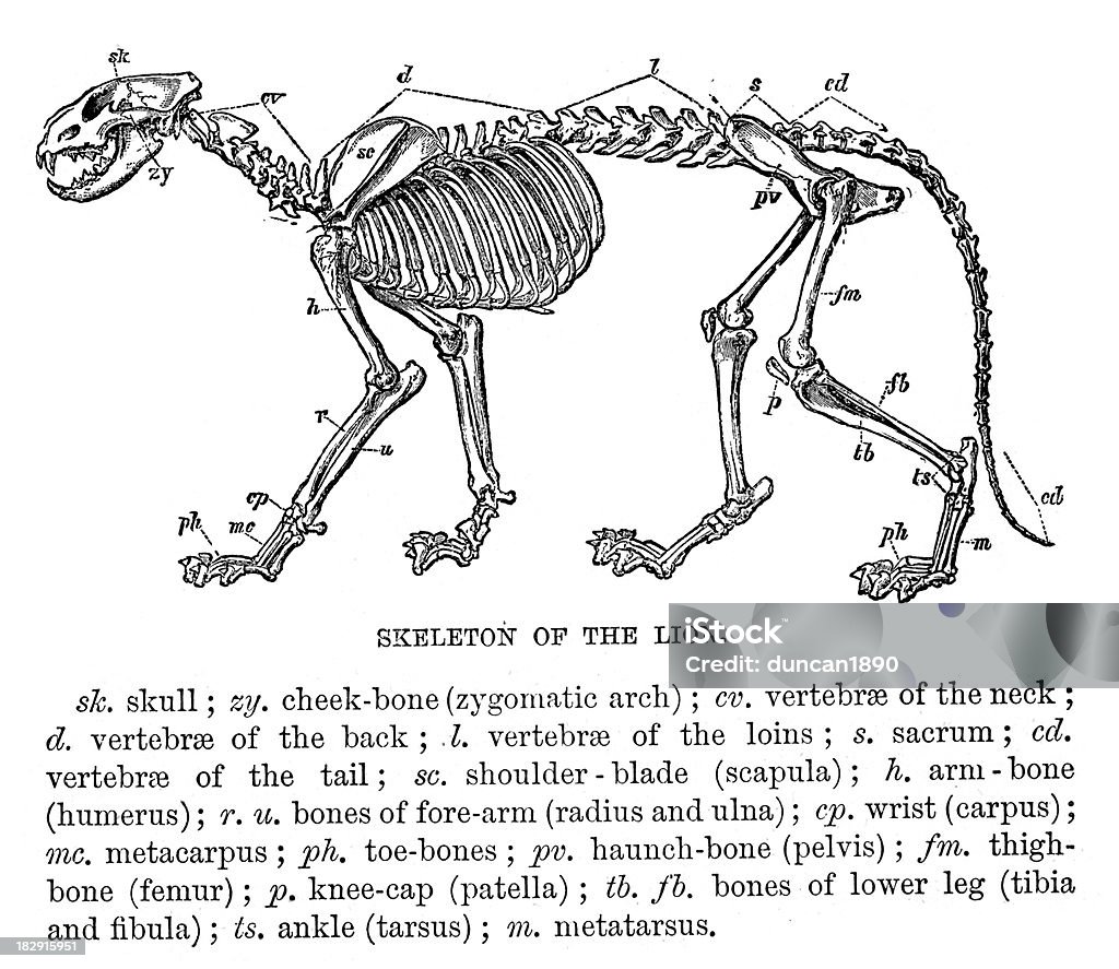 Skeleton of a Lion Vintage engraving of the skeleton of a lion. Diagram stock illustration