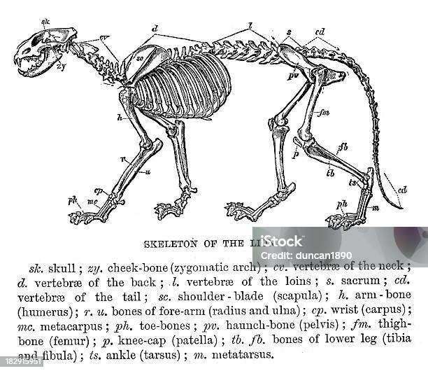 Skeleton Of A Lion Stock Illustration - Download Image Now - Diagram, Lion - Feline, Undomesticated Cat