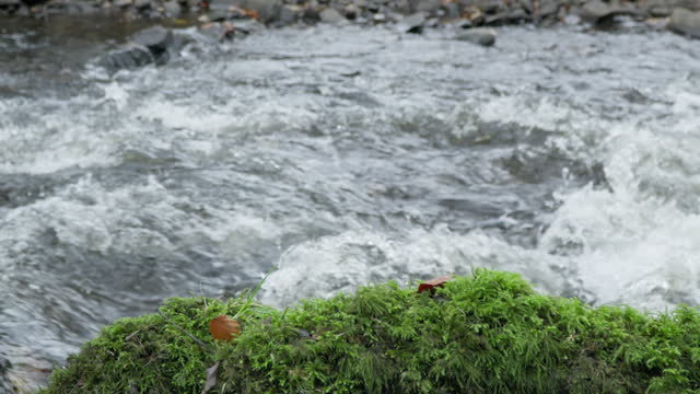 Moss growing beside a river