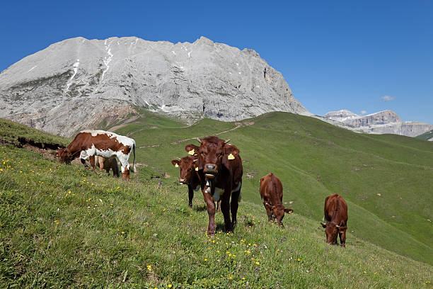 istock Sasso Piatto and grazing cattles, Italy 182916170