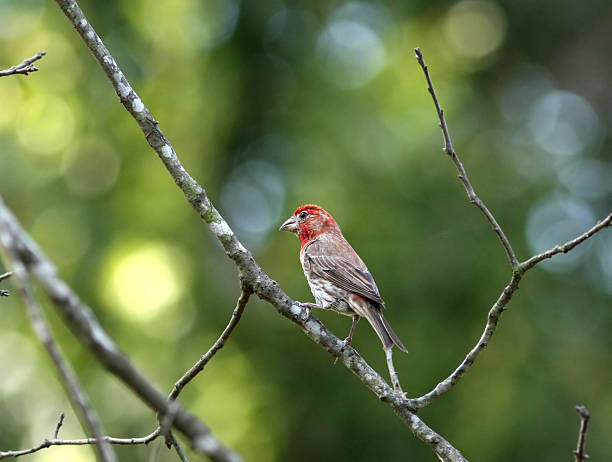 istock House Finch 182916247