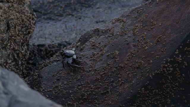 a Rock crab on the Atlantic video