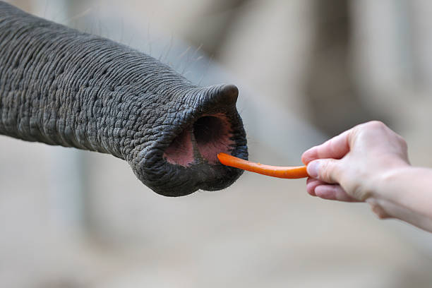 Lucky the elephant, from the San Antonio Zoo, drinking.