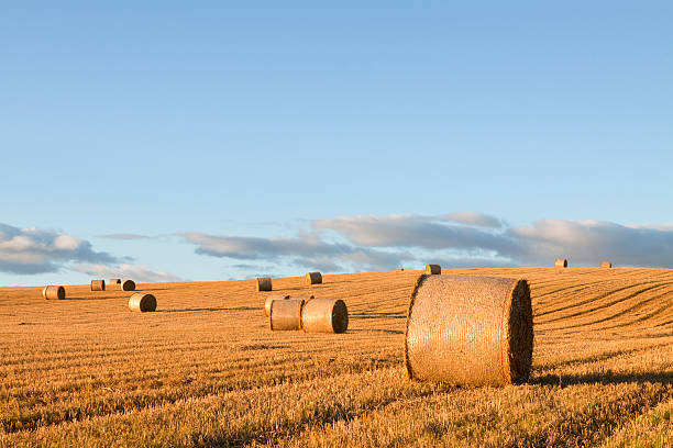 istock Haybales in the Early Evening Sunlight. 182916494