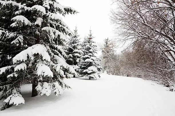 Subject: Horizontal view of coniferous evergreen pine and deciduous trees covered in heavy snow after a winter snowfall.