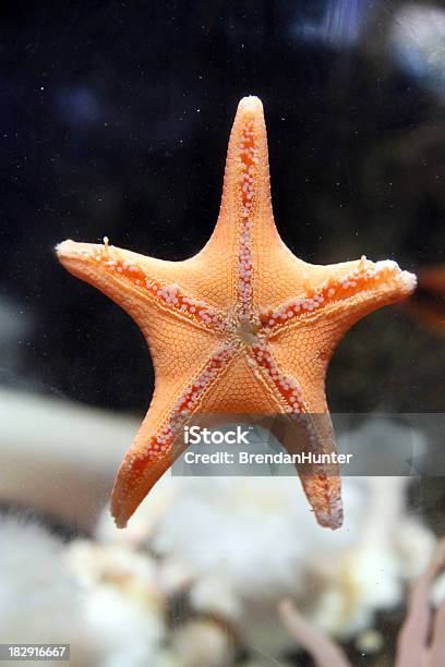 Starfish On The Glass Stock Photo - Download Image Now - Animal, Animal  Markings, Aquarium - iStock