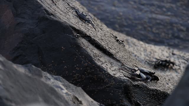rock crabs on the Atlantic video