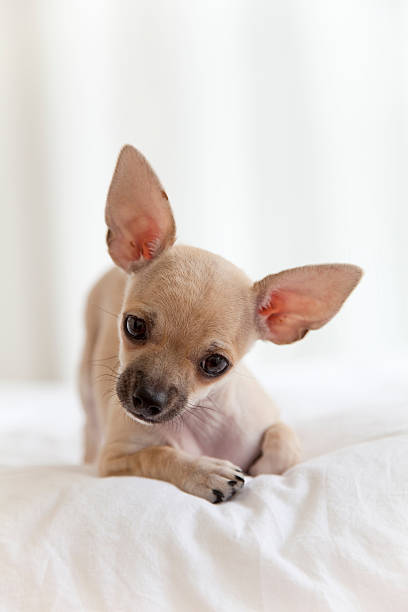 istock Chihuahua puppy 182916799