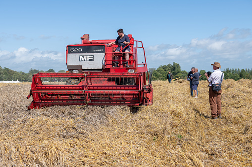 Drayton.Ilminster.Somerset.United Kingdom.August 19th 2023.A Massey Ferguson 520 combine harvester is harvesting wheat at a Yesterdays Farming event