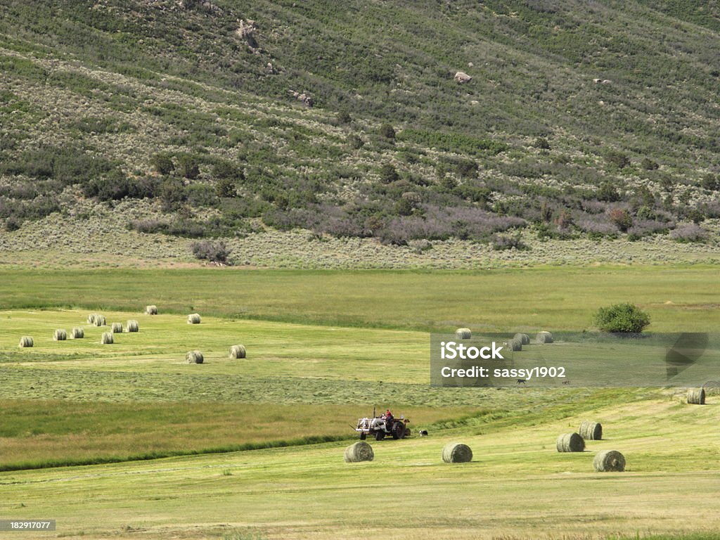 Paisajes rurales heno Campo - Foto de stock de Cultivo libre de derechos