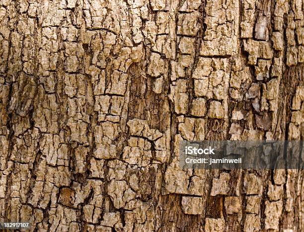 Abstracto Árbol De Corteza Violento Foto de stock y más banco de imágenes de Abstracto - Abstracto, Belleza de la naturaleza, Condición