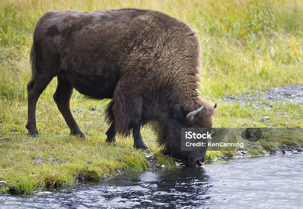 Bisonte americano beber de um rio - Royalty-free Beber Foto de stock