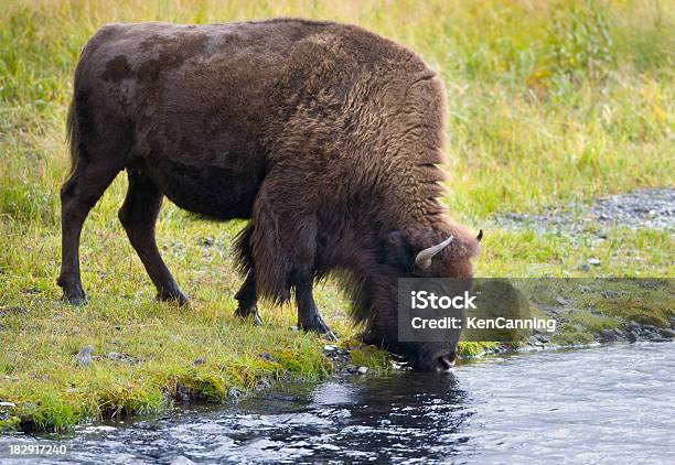 Американский Бизон Пить Из Реки — стоковые фотографии и другие картинки Американский бизон - Американский бизон, Вода, Пить