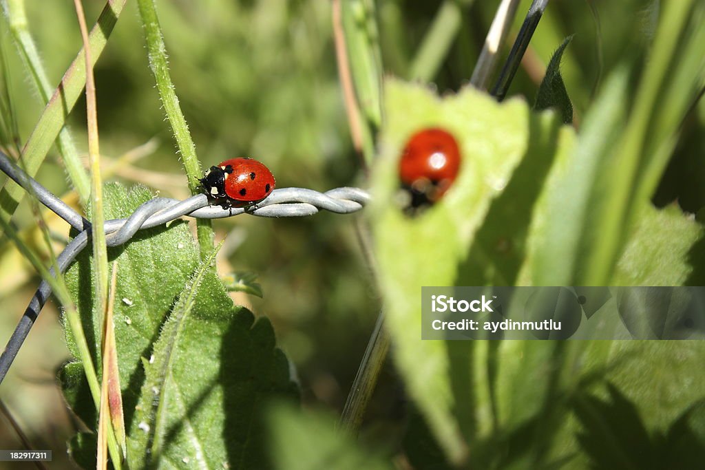 Pradera y mariquita - Foto de stock de Aire libre libre de derechos