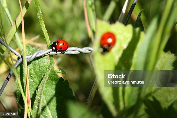 Prato E Coccinella - Fotografie stock e altre immagini di Adalia bipunctata - Adalia bipunctata, Ambientazione esterna, Ambientazione tranquilla