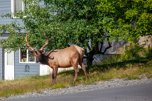 A large bull elk eats of an apple tree in a local neighbourhood, just feet away from a house.