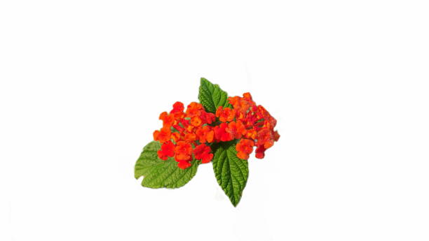 istock Orange Lantana camara flowers blooming 1829174965