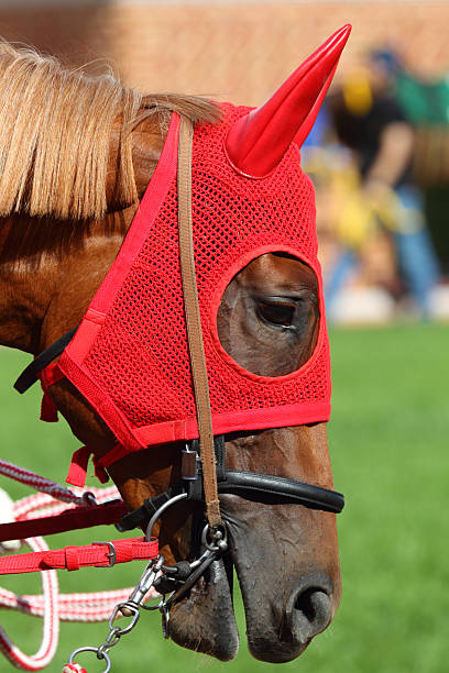 istock Horse head with Red Blinders 182917560
