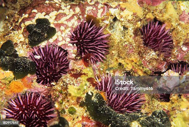 보라색 바다빛 Urchins In 홈 0명에 대한 스톡 사진 및 기타 이미지 - 0명, 극피동물, 깊은