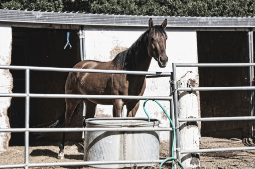 A horse in a stable. Rural California.Please see some similar images from my portfolio: