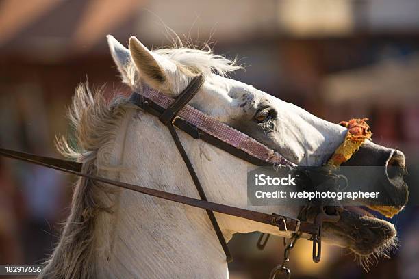 Cavalo - Fotografias de stock e mais imagens de Cavalo de corrida - Cavalo de corrida, A caminho, Animal