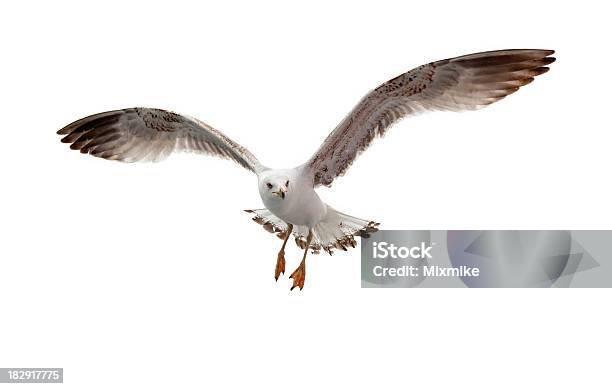 Seagull Flying In White Background Stock Photo - Download Image Now - Seagull, Bird, Flying