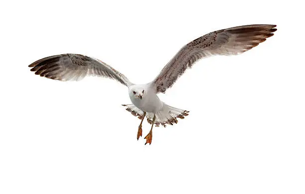 Flying seagull isolated on white
