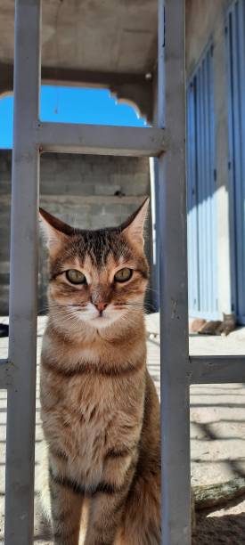 istock Beautiful cat looking to the camera 1829177863