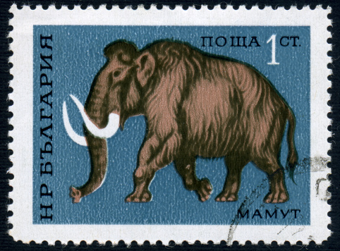 The Woolly Mammoth was a herbivorous elephant that lived in Asia, Siberia and North America during the Pliocene and Pleistocene Periods.