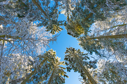 Wintery landscape with rime on the trees with dark blue sky in background.