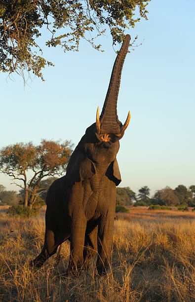 African elephant reaching high up with his trunk for leaves stock photo