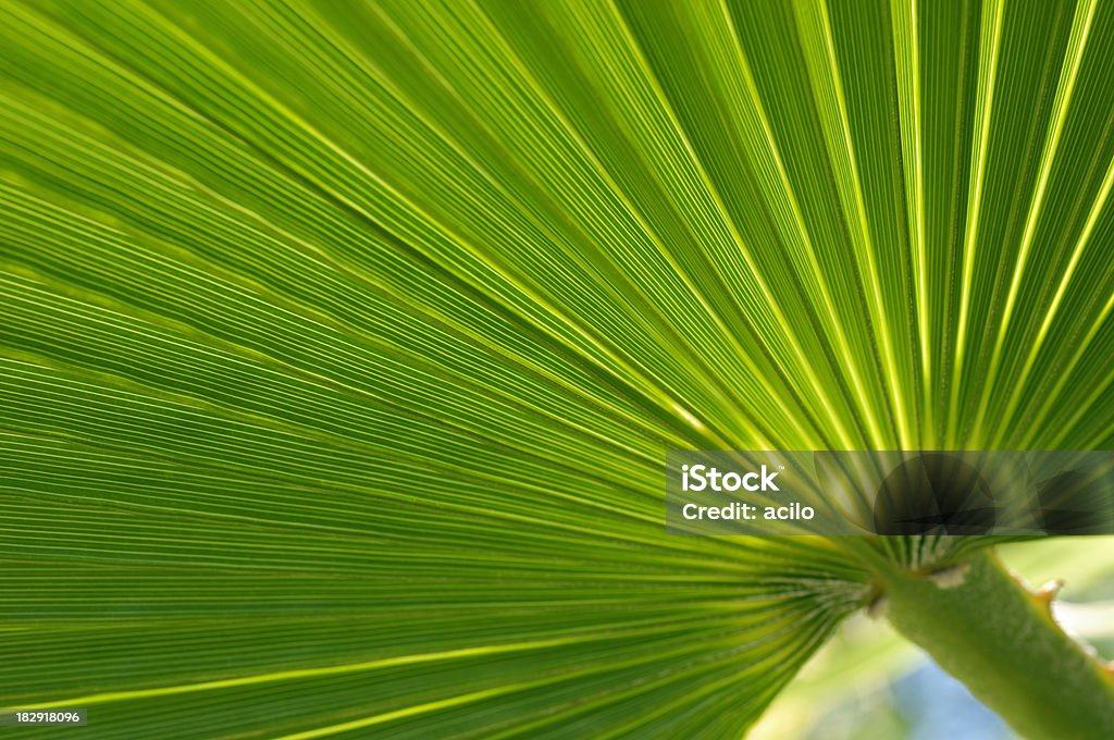 Palm Leaf - Lizenzfrei Bildhintergrund Stock-Foto