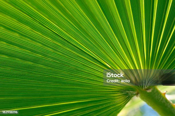 Palm Leaf Stockfoto und mehr Bilder von Bildhintergrund - Bildhintergrund, Bildkomposition und Technik, Blatt - Pflanzenbestandteile