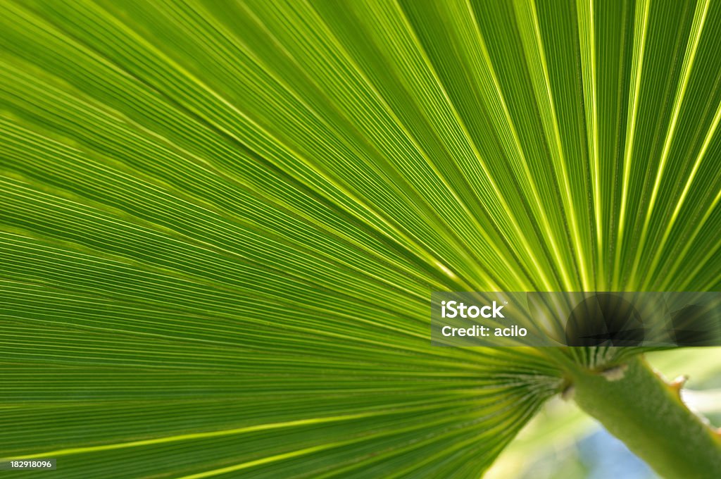 Folha de Palmeira - Foto de stock de Arte royalty-free