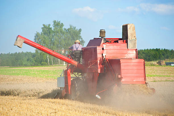 harvest corn field close-up of barley harvested cerial stock pictures, royalty-free photos & images