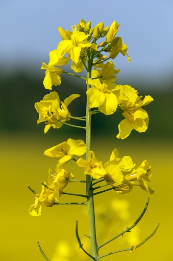 Rapeseed flower, detail of yellow flowering field of rapeseed canola or colza in latin Brassica Napus on blue sky background, rape seed is plant for green energy and oil industry