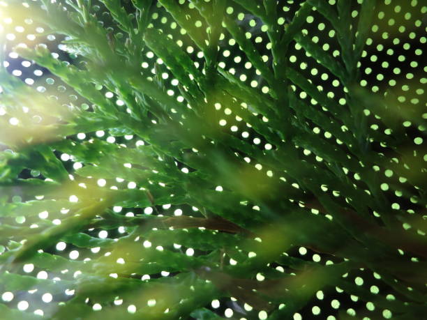 istock Nature green leaf  concept golden  dots  pattern background for events 1829183667