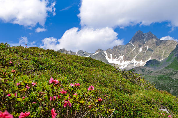 verão em tirol - european alps tirol rhododendron nature - fotografias e filmes do acervo